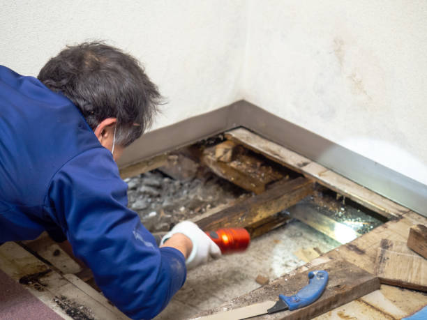 Best Bathroom Mold Remediation in Williamsville, NY