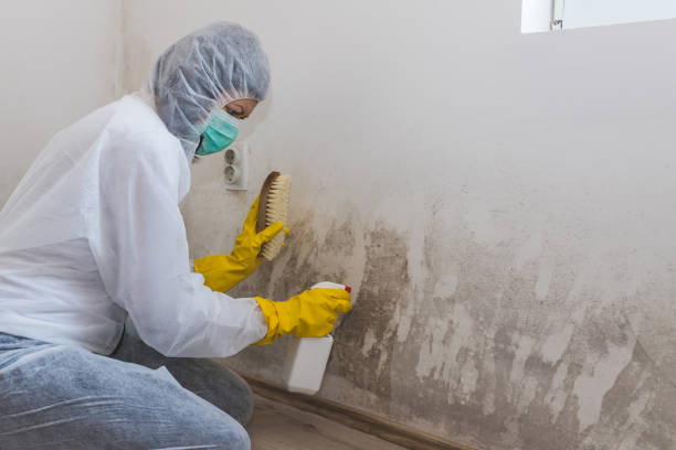 Professional Mold Remediation in Williamsville, NY