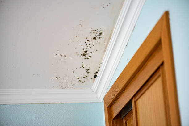 Best Post-Flood Mold Remediation in Williamsville, NY